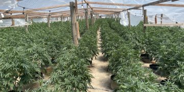 California Seizes $476 Million in Illegal Cannabis