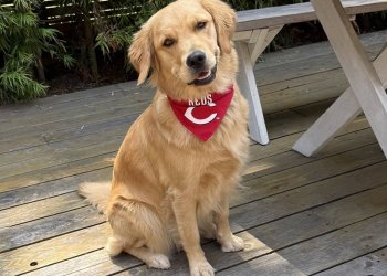 Officials Confirms 26 Potential Dog Illness Cases Linked to Venice Canals; Toxin Warning Remains in Effect